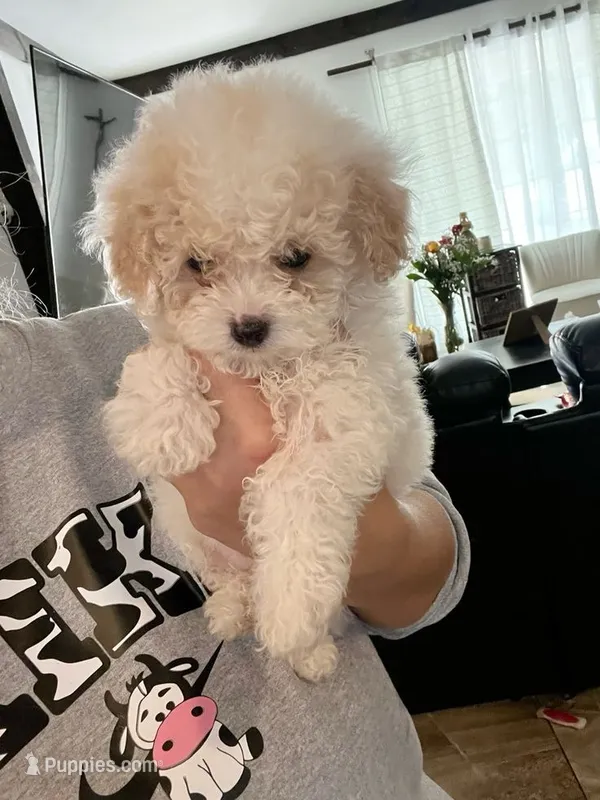 Savy  – Maltipoo puppy for sale in New Braunfels, TX