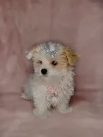 Savy *Adorable&Small🎀, a female Yorkipoo for sale in New Braunfels, TX – 3 of 3