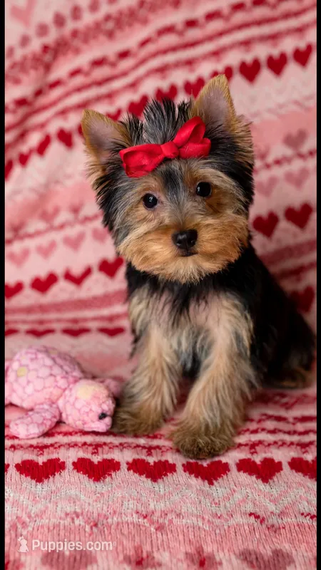 Stella  – Yorkshire Terrier puppy for sale in New Braunfels, TX