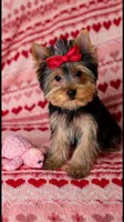 Stella , a female Yorkshire Terrier for sale in New Braunfels, TX – 1 of 1