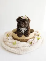 Hershey Kiss 💋 , a female Shih Tzu for sale in New Braunfels, TX – 4 of 4