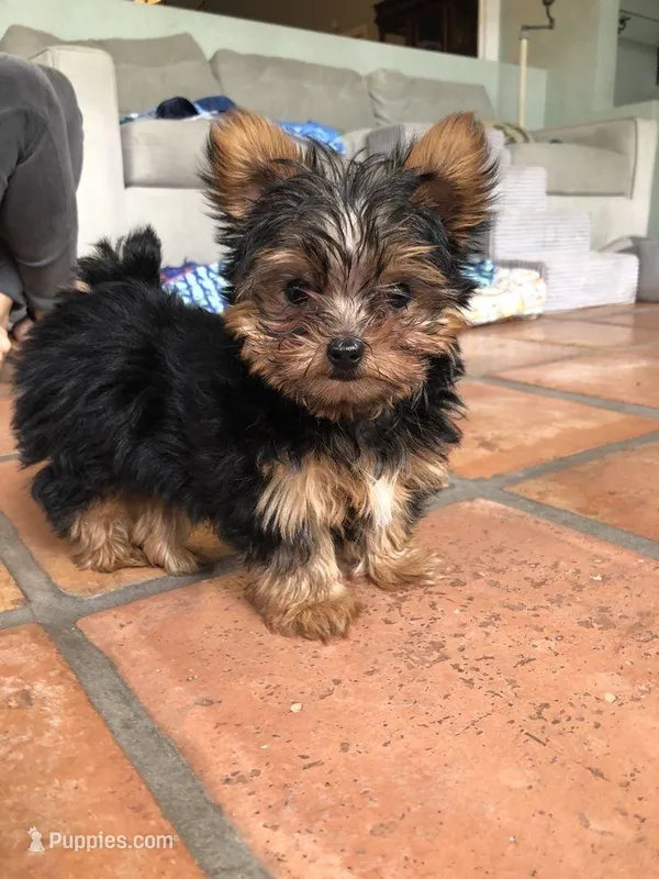 Mila – Yorkshire Terrier puppy for sale in New Braunfels, TX