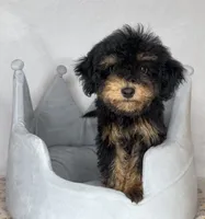 Donnie , a male Poodle - Toy  for sale in New Braunfels, TX – 3 of 4