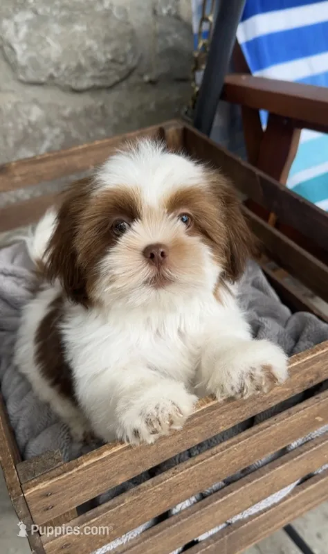 Axel❤️830-660-4641 – Shih Tzu puppy for sale in New Braunfels, TX
