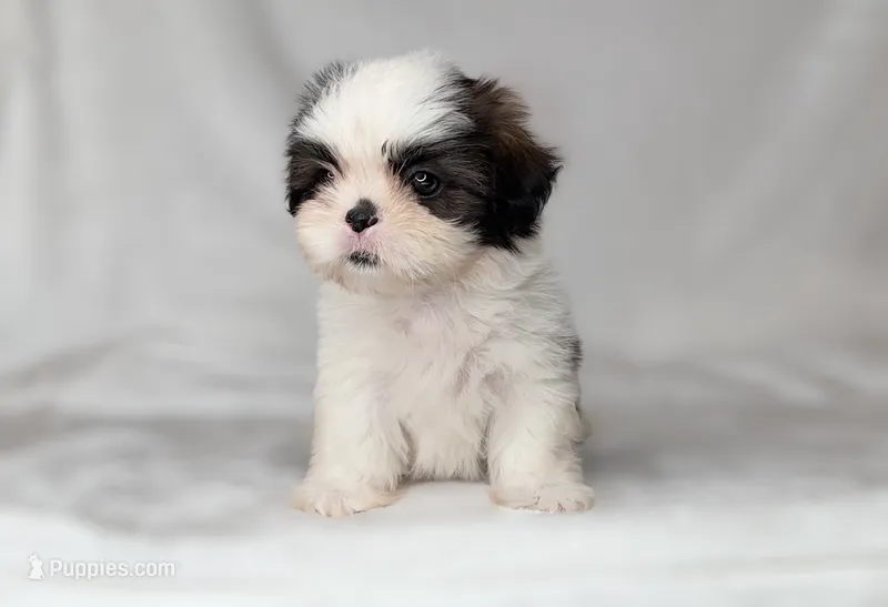 Snoopy IMPERIAL – Shih Tzu puppy for sale in New Braunfels, TX