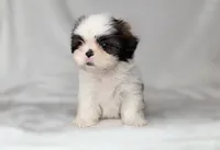 Max, a male Shih Tzu for sale in New Braunfels, TX – 3 of 3