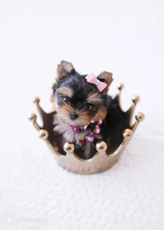GiGi *teacup* – Yorkshire Terrier puppy for sale in New Braunfels, TX