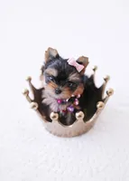 GiGi *teacup*, a female Yorkshire Terrier for sale in New Braunfels, TX – 1 of 1