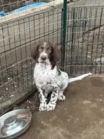Kodiak , a male English Setter for sale in Portland, ME – 2 of 2