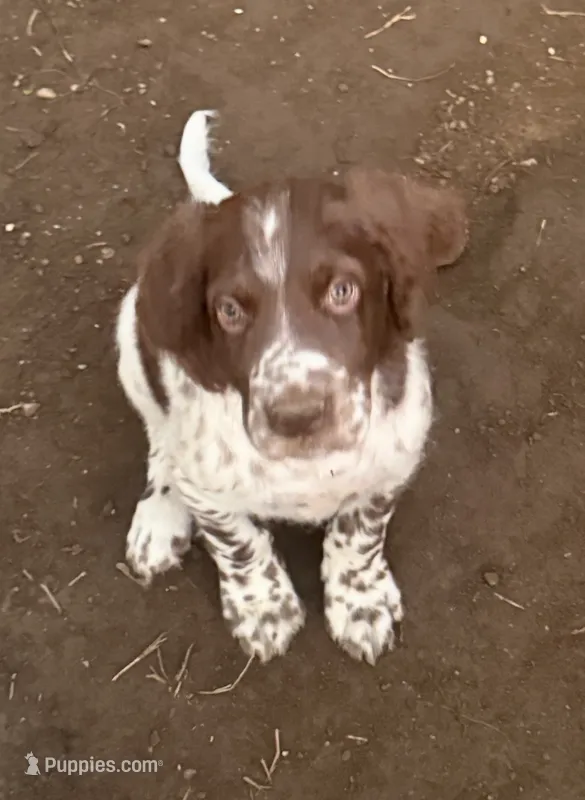 Kodiak  – English Setter puppy for sale in Portland, ME
