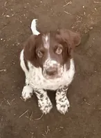 Kodiak , a male English Setter for sale in Portland, ME – 1 of 2