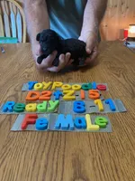 Patty, a female Poodle - Toy  for sale in Ansonia, OH – 1 of 1