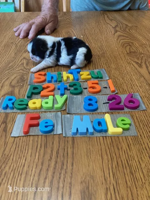 Gabby – Shih Tzu puppy for sale in Ansonia, OH