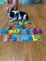 Gabby, a female Shih Tzu for sale in Ansonia, OH – 1 of 1