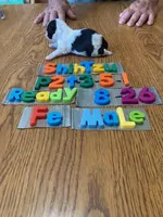 Fran, a female Shih Tzu for sale in Ansonia, OH – 1 of 1