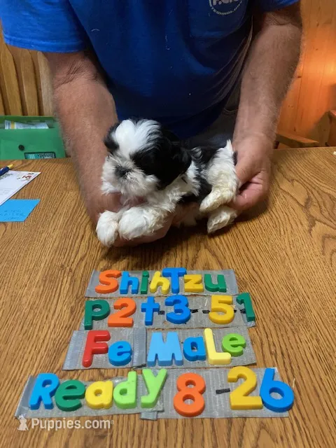 Fran – Shih Tzu puppy for sale in Ansonia, OH
