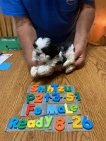 Fran, a female Shih Tzu for sale in Ansonia, OH – 1 of 1