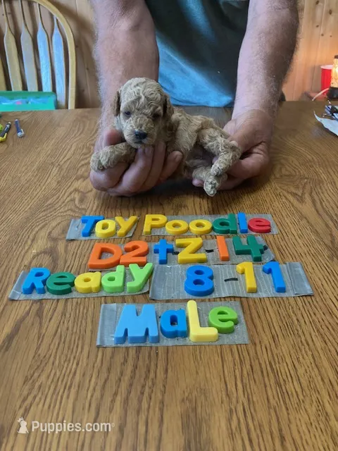 Graham – Poodle - Toy  puppy for sale in Ansonia, OH