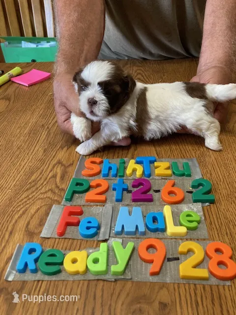 Penny – Shih Tzu puppy for sale in Ansonia, OH