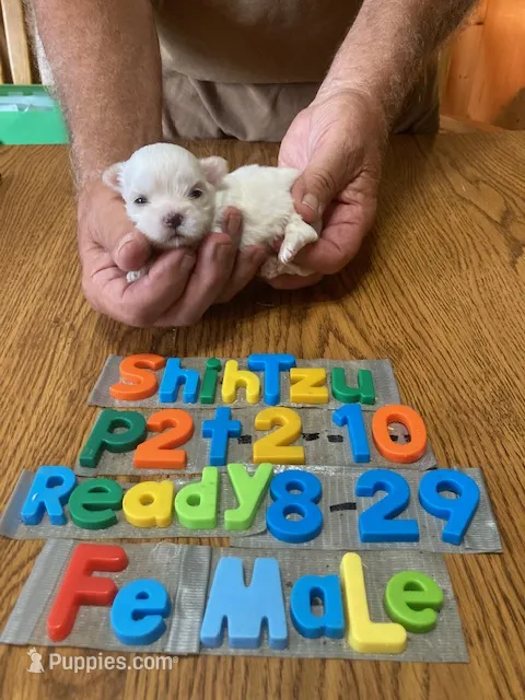 Molly – Shih Tzu puppy for sale in Ansonia, OH