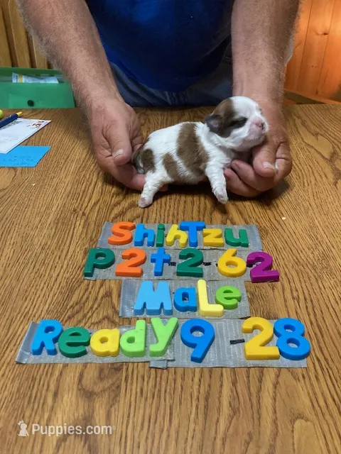 Jordan – Shih Tzu puppy for sale in Ansonia, OH