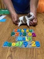 Jordan, a male Shih Tzu for sale in Ansonia, OH – 1 of 1