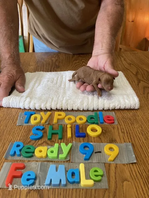 Frank – Poodle - Toy  puppy for sale in Ansonia, OH