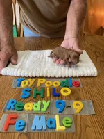 Frank, a male Poodle - Toy  for sale in Ansonia, OH – 1 of 1