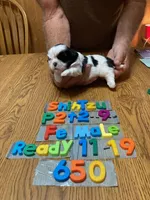Becky, a female Shih Tzu for sale in Ansonia, OH – 1 of 1