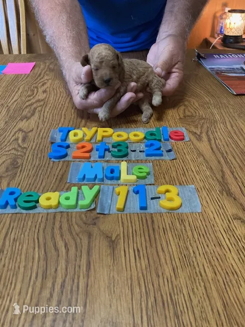 Mixon – Poodle - Toy  puppy for sale in Ansonia, OH