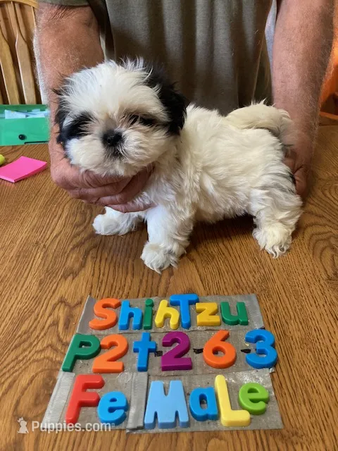 Bella – Shih Tzu puppy for sale in Ansonia, OH