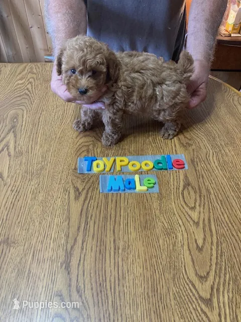 Bryce – Poodle - Toy  puppy for sale in Ansonia, OH