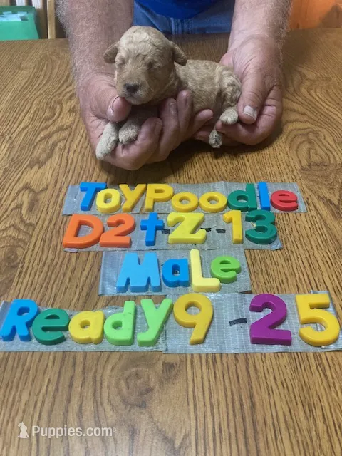 Brad – Poodle - Toy  puppy for sale in Ansonia, OH