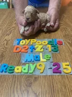 Brad, a male Poodle - Toy  for sale in Ansonia, OH – 1 of 1