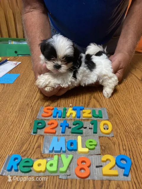 Joey – Shih Tzu puppy for sale in Ansonia, OH