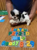 Joey, a male Shih Tzu for sale in Ansonia, OH – 1 of 1