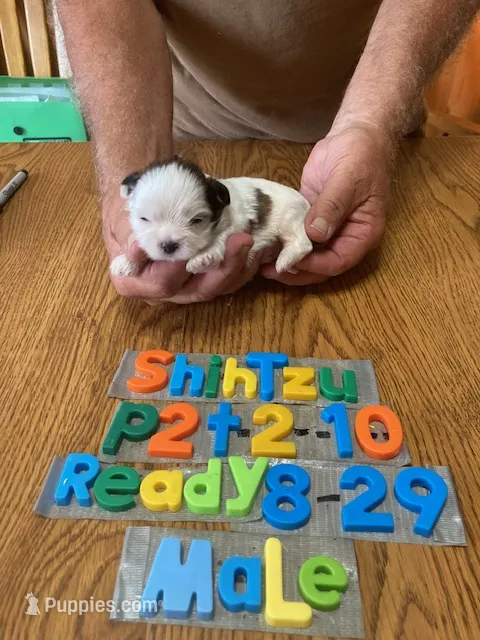 Kase – Shih Tzu puppy for sale in Ansonia, OH