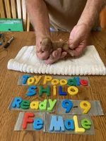 Angie, a female Poodle - Toy  for sale in Ansonia, OH – 1 of 1