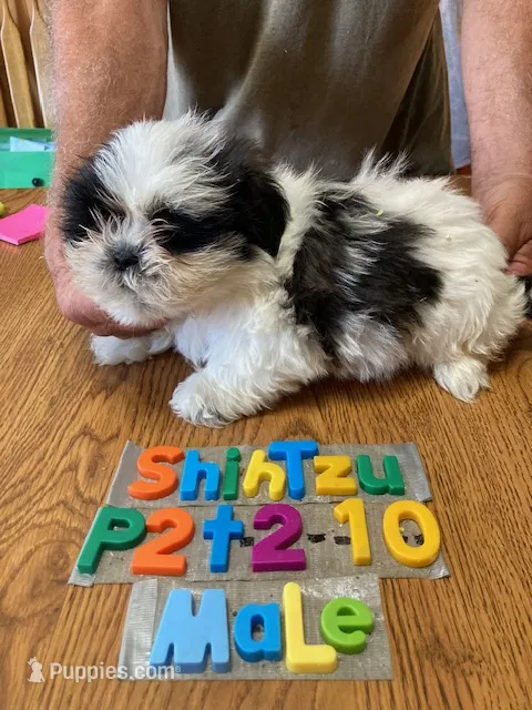 Andy – Shih Tzu puppy for sale in Ansonia, OH