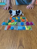 Zella, a female Shih Tzu for sale in Ansonia, OH – 1 of 1