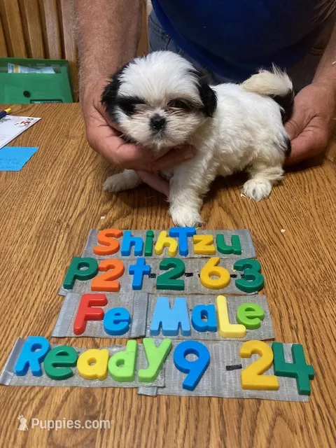Bella – Shih Tzu puppy for sale in Ansonia, OH