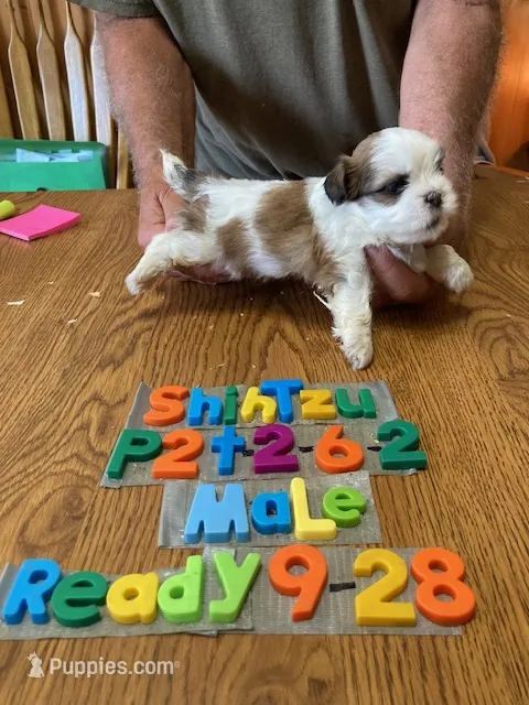Jordan – Shih Tzu puppy for sale in Ansonia, OH