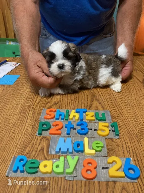 Gavin – Shih Tzu puppy for sale in Ansonia, OH