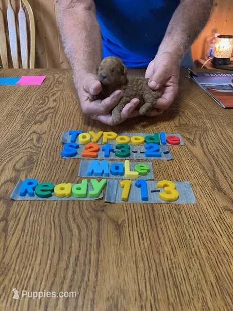 Nathan – Poodle - Toy  puppy for sale in Ansonia, OH