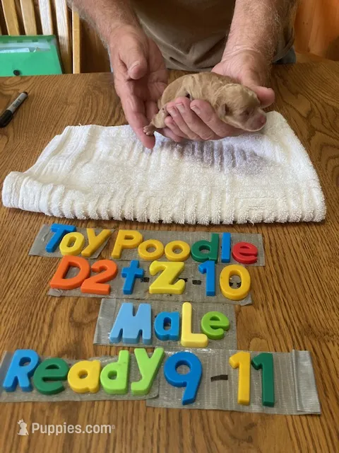 Calob – Poodle - Toy  puppy for sale in Ansonia, OH