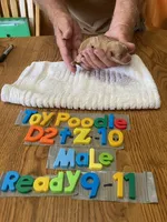 Calob, a male Poodle - Toy  for sale in Ansonia, OH – 1 of 1