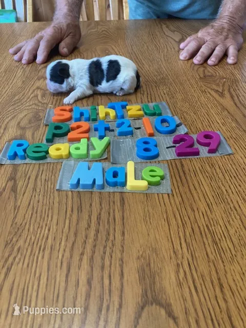 Andy – Shih Tzu puppy for sale in Ansonia, OH