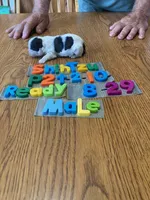 Andy, a male Shih Tzu for sale in Ansonia, OH – 1 of 1