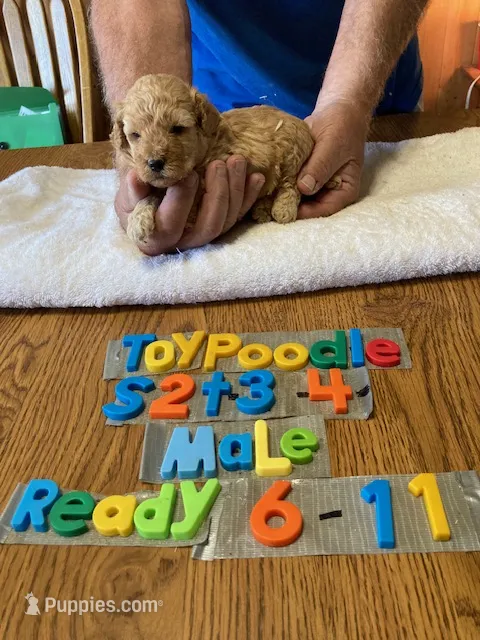 Tyler – Poodle - Toy  puppy for sale in Ansonia, OH