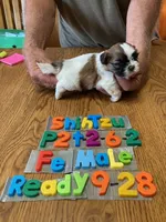 Suzie, a female Shih Tzu for sale in Ansonia, OH – 1 of 1